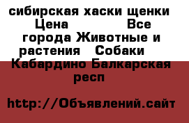 сибирская хаски щенки › Цена ­ 10 000 - Все города Животные и растения » Собаки   . Кабардино-Балкарская респ.